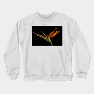 Bird of Paradise Crewneck Sweatshirt